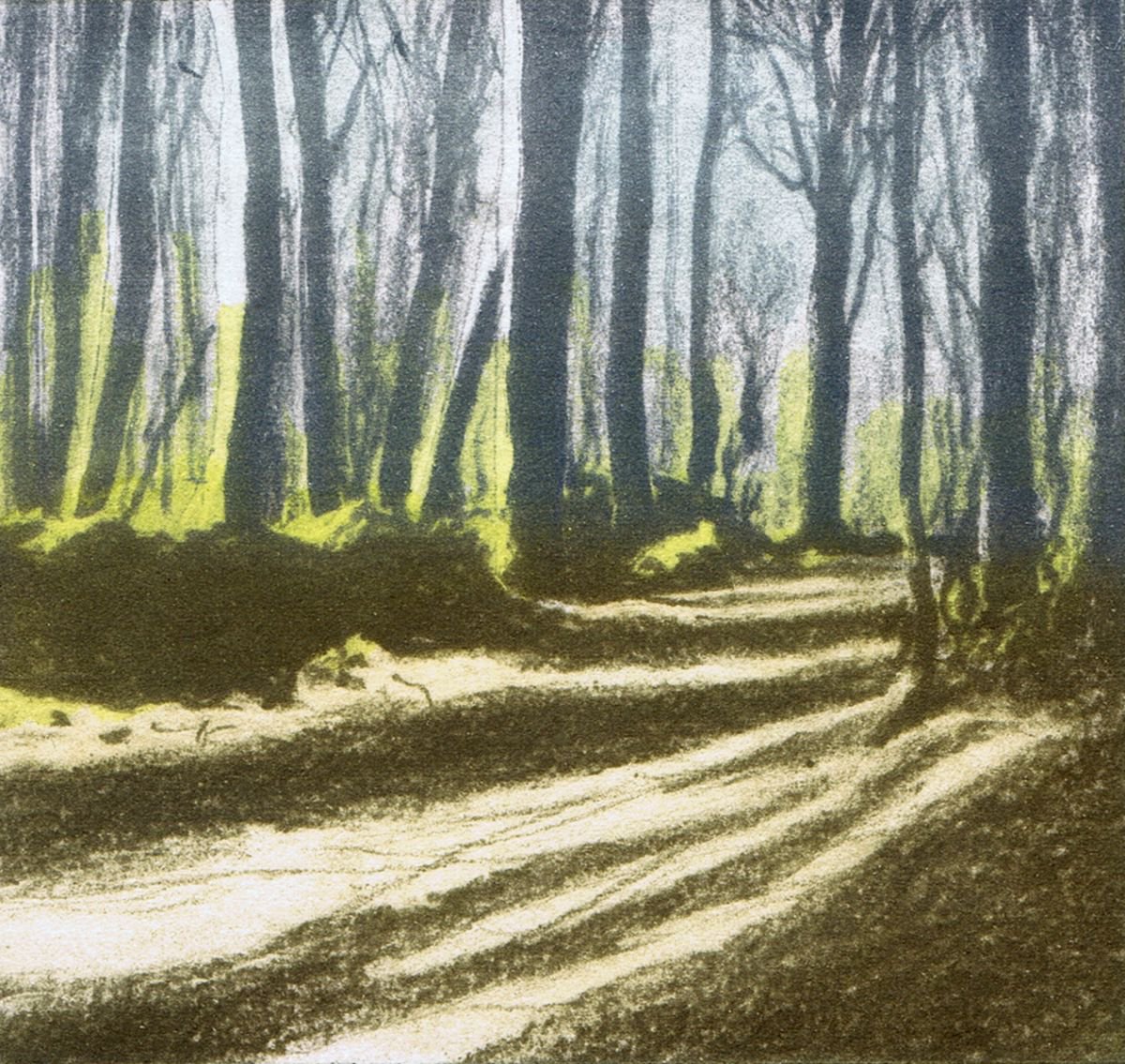 Woodland Shadow 4 by Aidan Flanagan Irish Landscapes