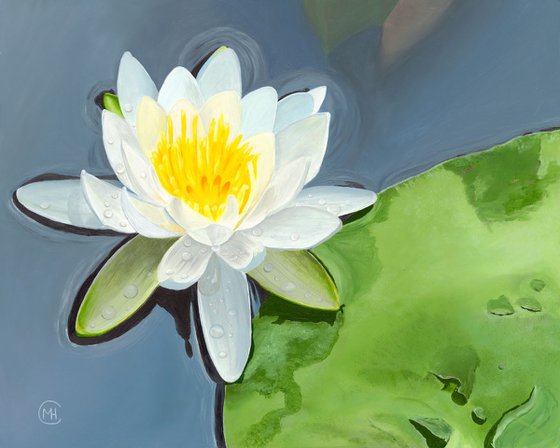 Waterlily