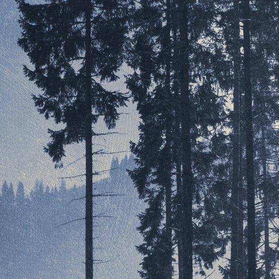 Pine-trees.