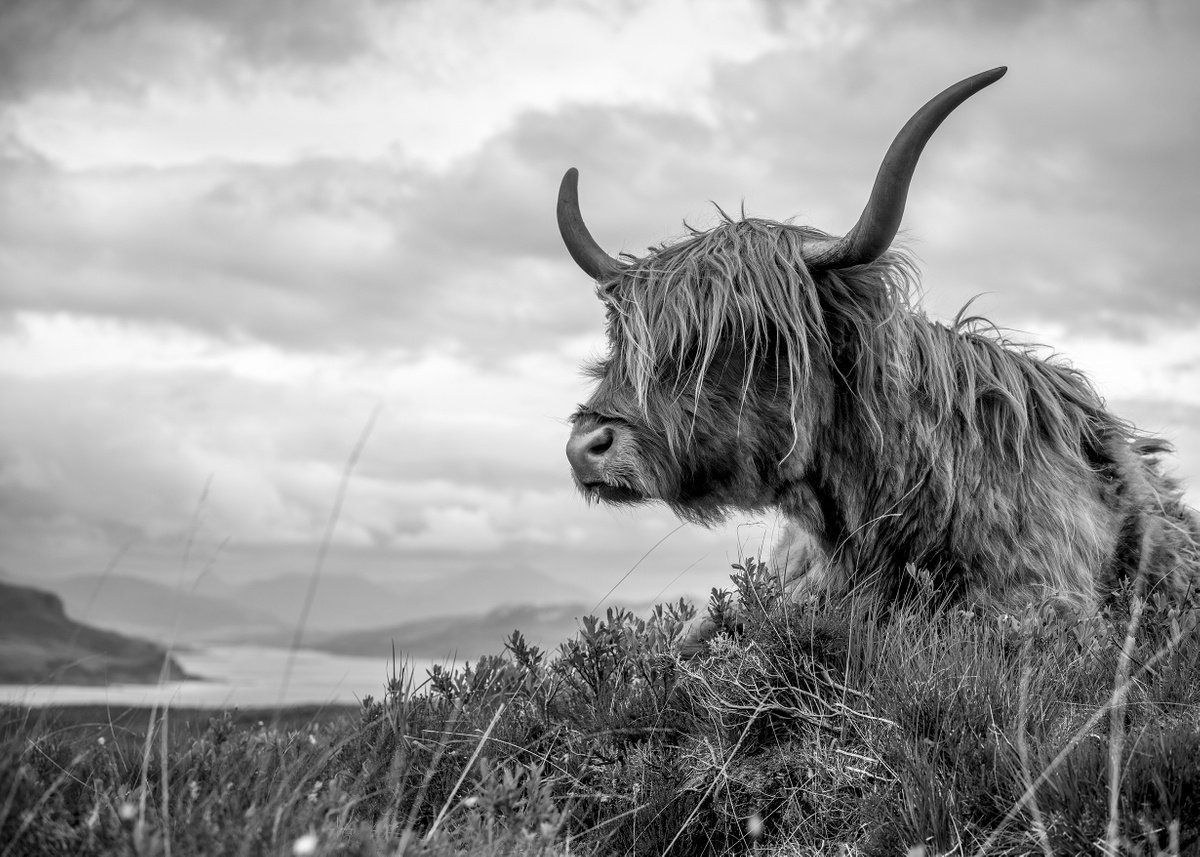 Photorealistic Landscape Photograph By Stephen Hodgetts Photography, 19 X 13", Highland Cattle - Elgol, Original Artwork