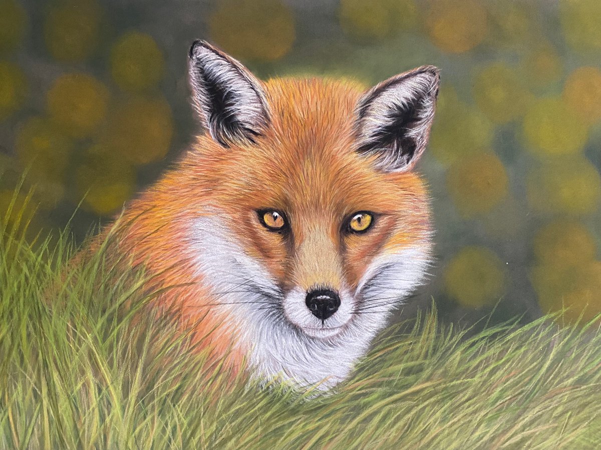 Fox in the grass by Maxine Taylor