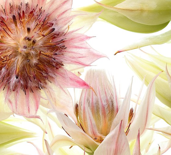 Blushing Bride Flowers