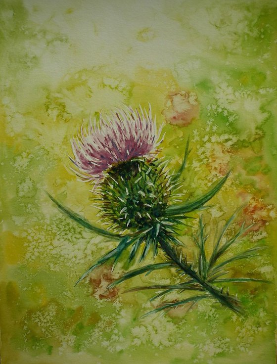 Thistle