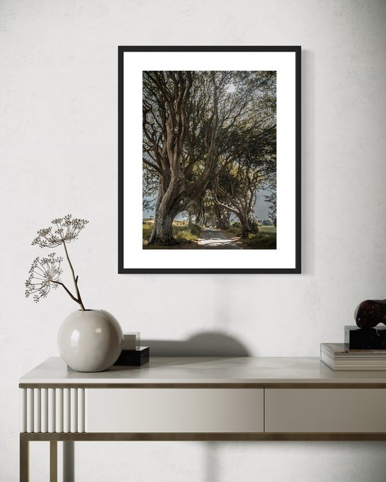 THE FANTASTIC DARK HEDGES I