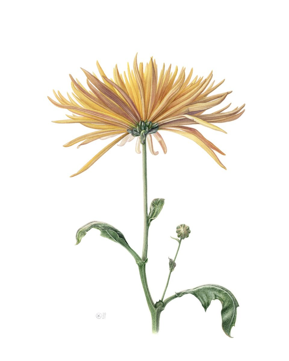 Photorealistic Botanical Watercolour By Yuliia Moiseieva, 16 X 20", Yellow Chrysanthemum, Original Artwork