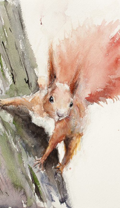 Squirrel by Tomasz Mikutel
