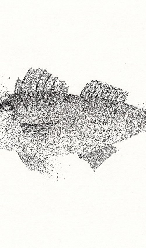 Fish - Ink drawing on paper by Kelsey Emblow