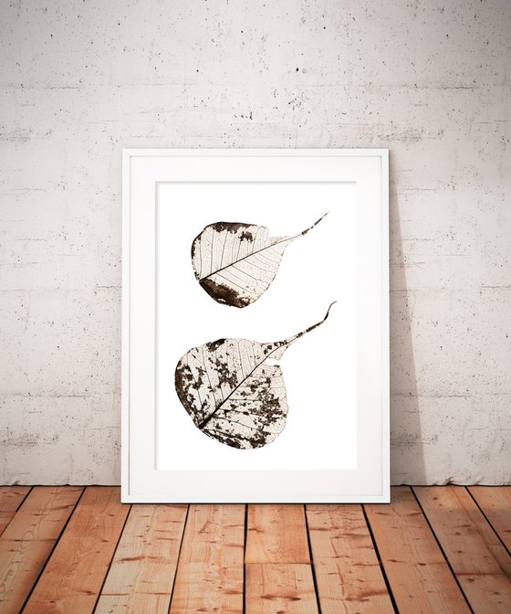 Fallen Leaves #2