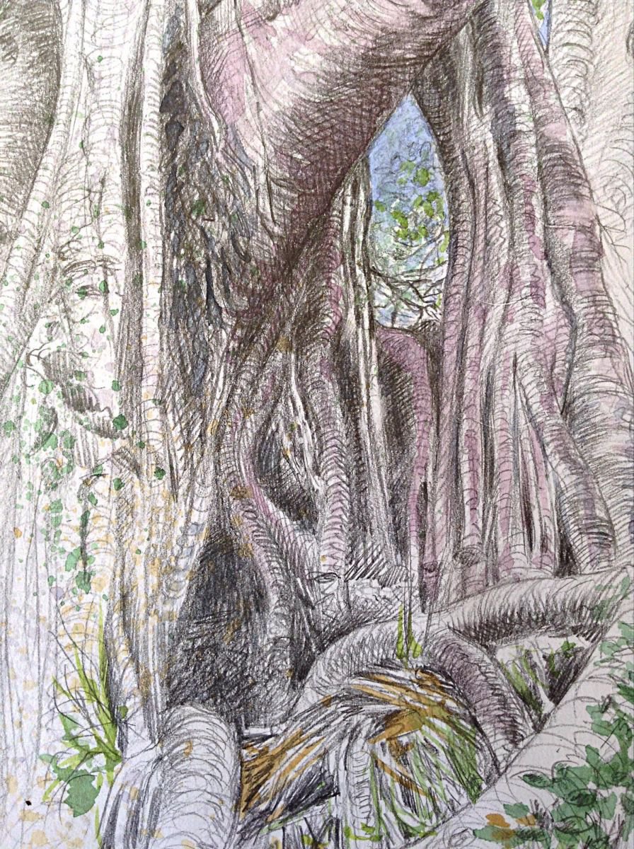Moreton Bay Fig Tree by Iris Toren