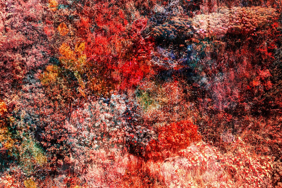 Impressionistic Botanical Photograph By Viet Ha Tran, 24 X 32", Wall Of Nature Lxvii (Framed), Original Artwork