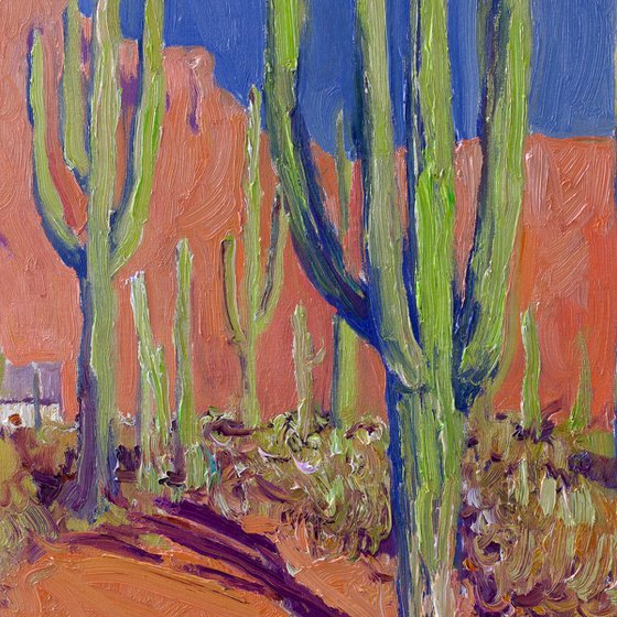 Saguaros in Arizona