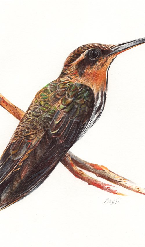 Saw-billed Hermit - Hummingbird Portrait by Daria Maier