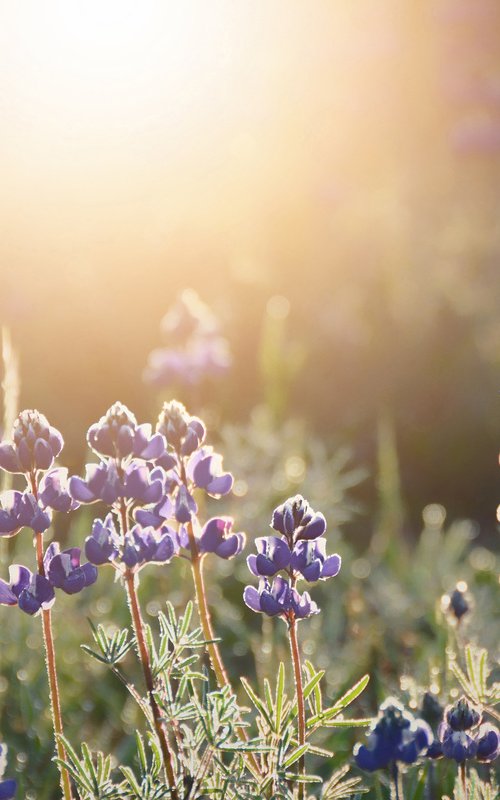 Lupine Sunshine by Emily Kent