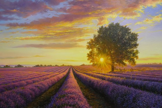 Lavender evening