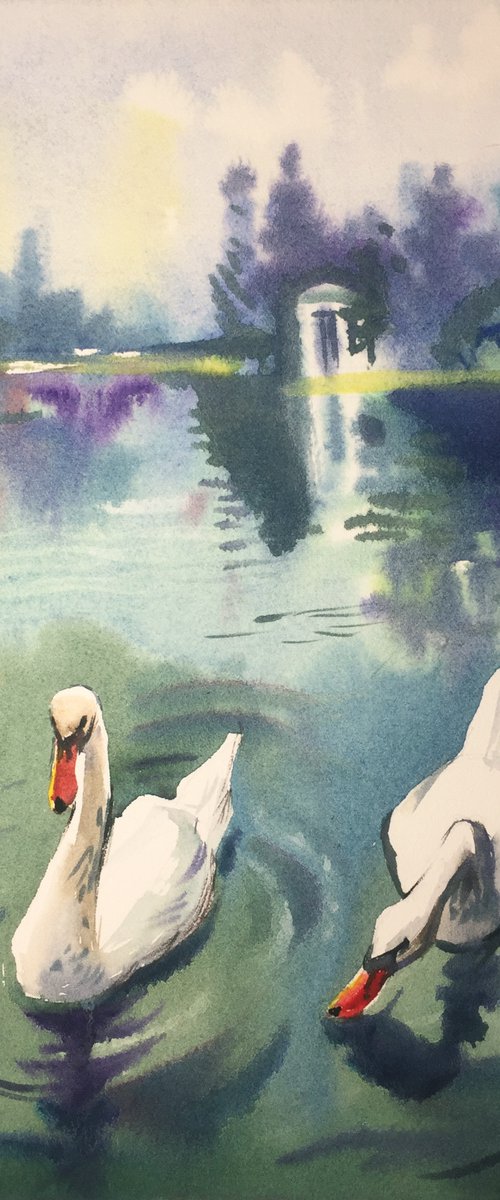 Swans on the pond. White swans by Natalia Veyner
