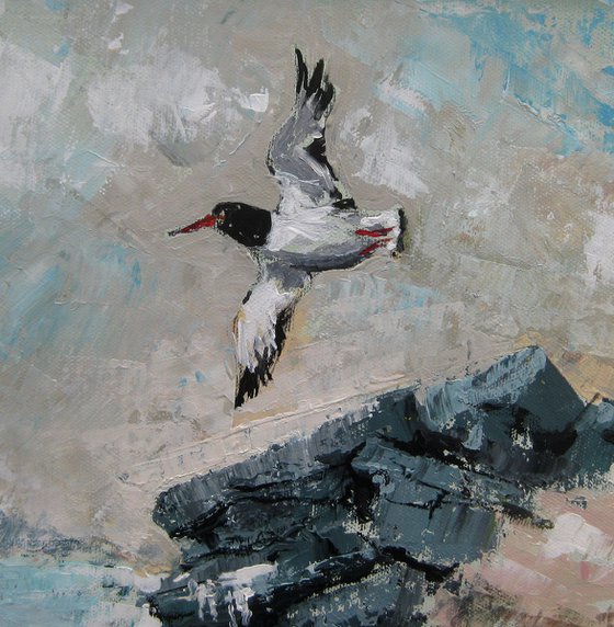 'Oyster Catcher'