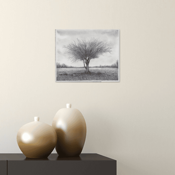 Mulga Desert Tree