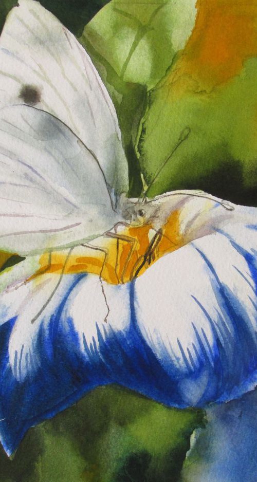 A painting a day #19 "Cabbage white butterfly" by Alfred  Ng