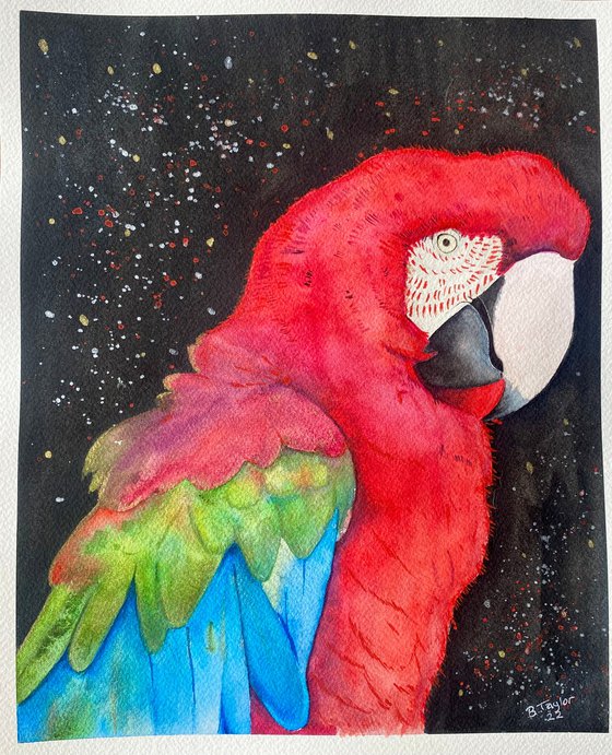 Red macaw parrot watercolour painting.