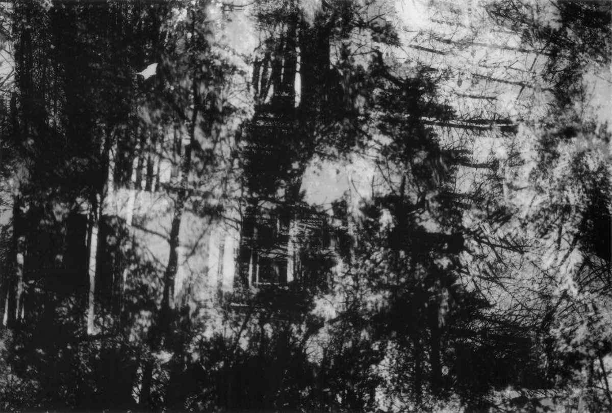 Photorealistic Abstract Photograph By Justice Hyde, 30 X 20", Kuroi Jukai (Black Sea Of Trees) - Alu Panel, Original Artwork