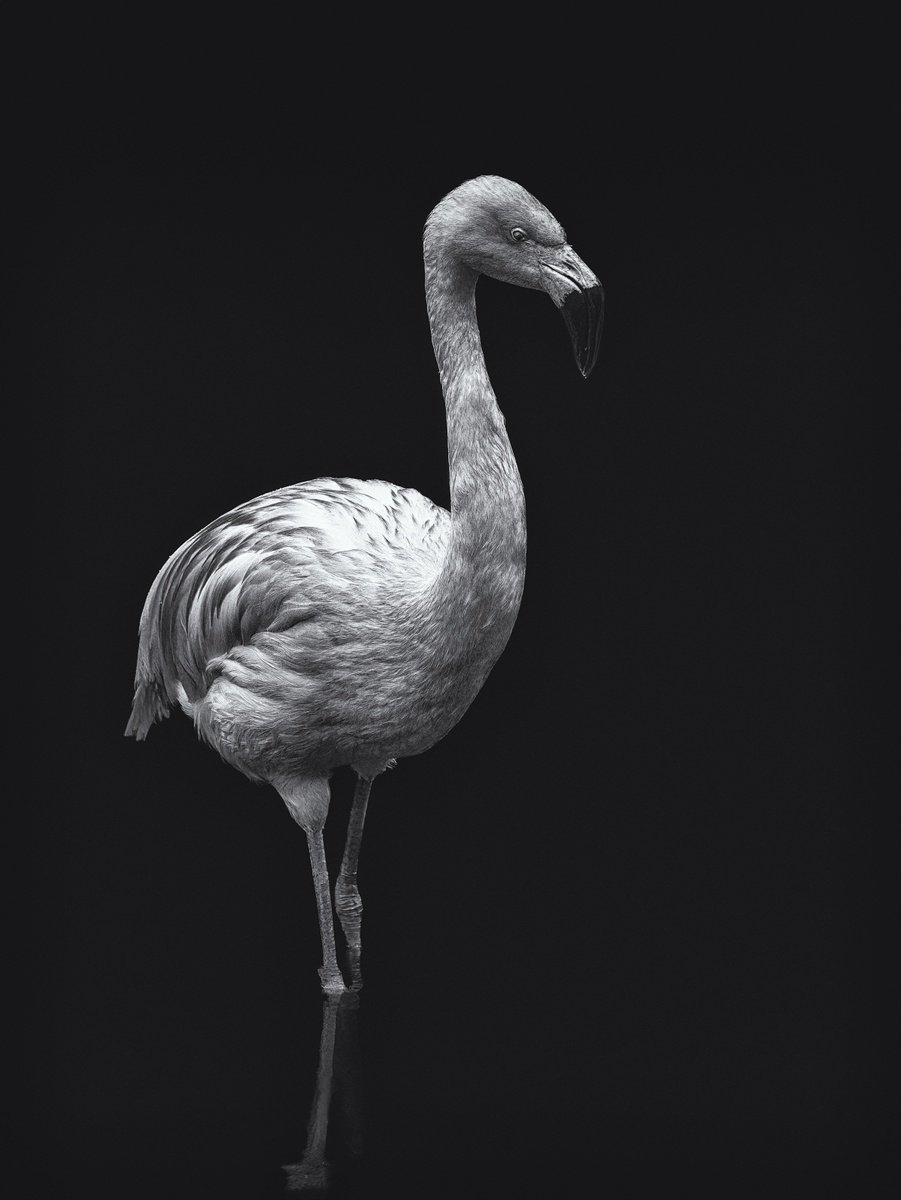 Animal Photograph By Paul Nash, 16 X 24", Wading Flamingo, Original Artwork