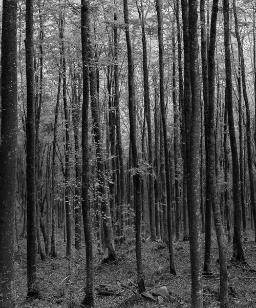 The wood #1 by Giuseppe Simone Aielli