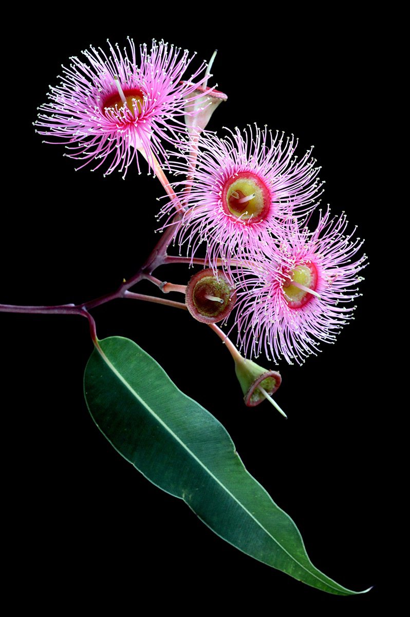 Photorealistic Botanical Photograph By Nadia Culph, 24 X 35", Eucalyptus Summer Beauty, Original Artwork