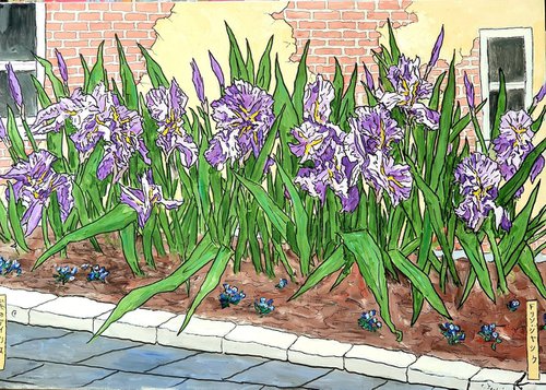 irises 6 by Colin Ross Jack
