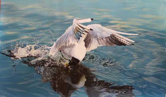 Black Headed Gull