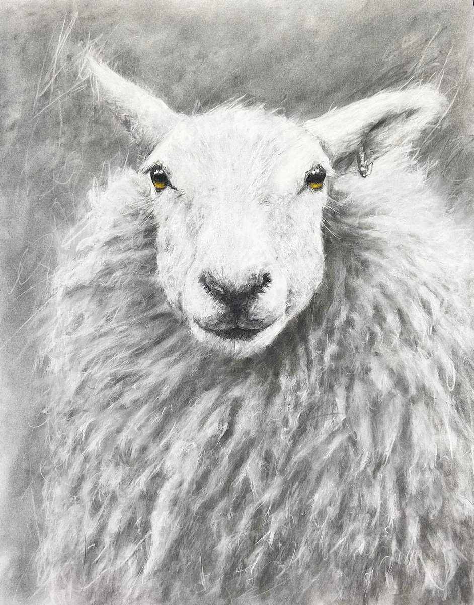 Sheep Study2 by Brian Halton