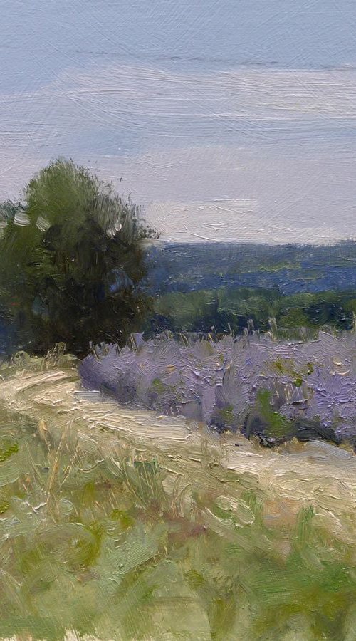 Path bordered by a lavender field by Pascal Giroud