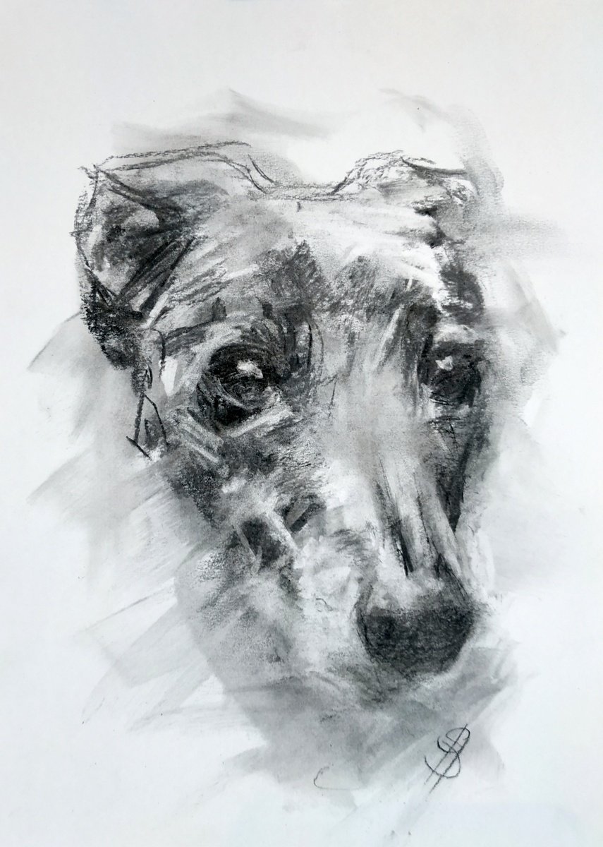 Expressive Animal Charcoal Drawing By Sbboursot, 12 X 16", Hey (Dog Portrait), Original Artwork