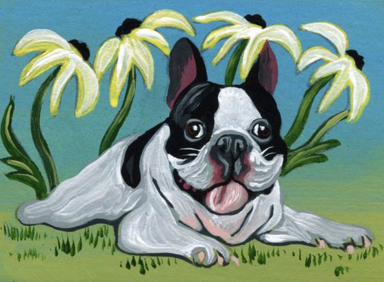 ACEO ATC Original Miniature Painting Pied French Bulldog Pet Dog Art-Carla Smale