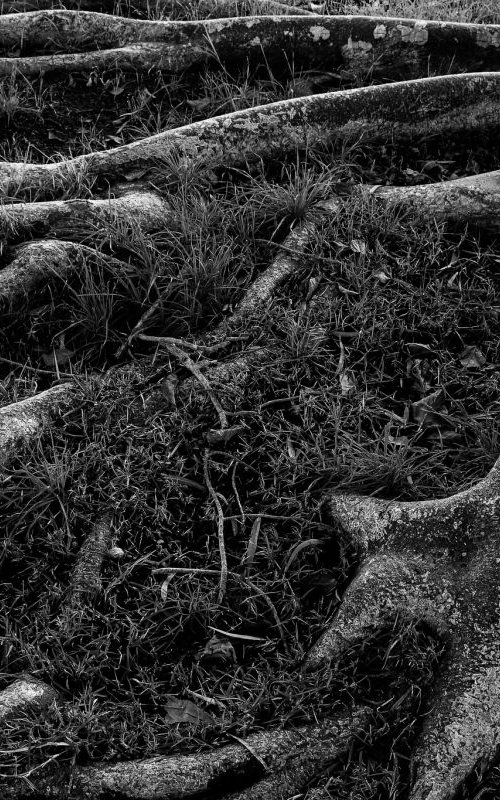 Roots I by Tal Paz-Fridman