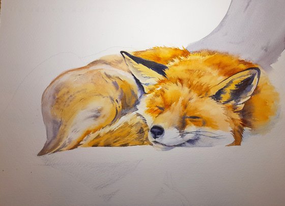 Sleeping Fox