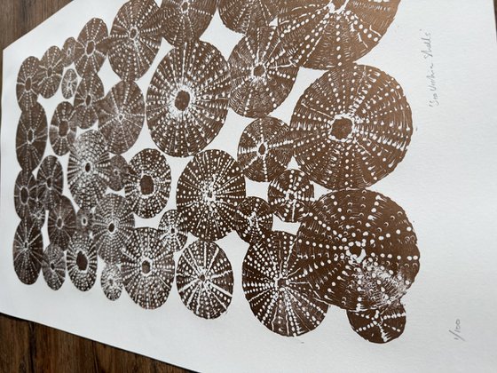 Sea Urchin Shells