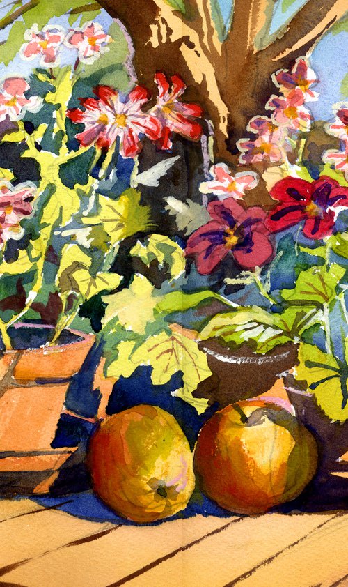 Pelargoniums, flowers, Geraniums, Garden by Peter Day