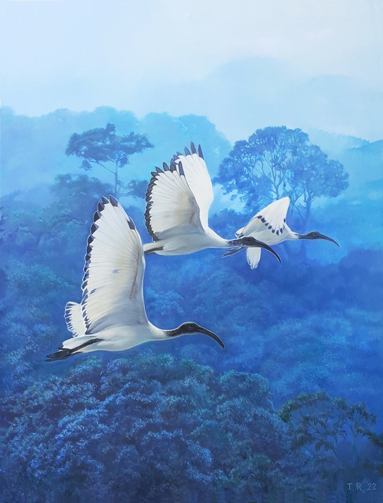 MONSOON / WHITE IBISES