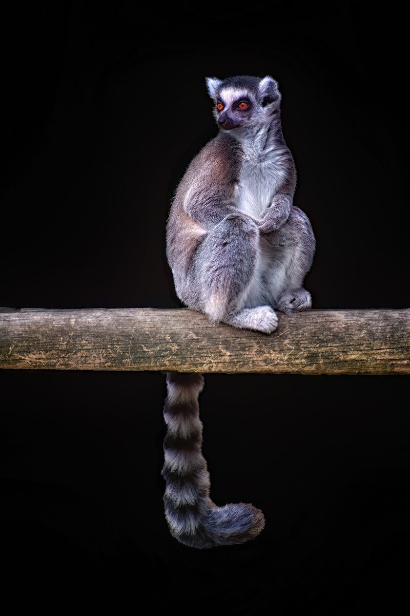 Animal Photograph By Paul Nash, 16 X 24", Ring Tailer Lemur On Log, Original Artwork