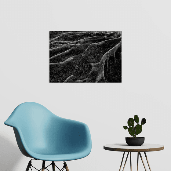 Roots I | Limited Edition Fine Art Print 1 of 10 | 60 x 40 cm