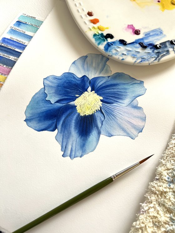 Blue poppy. Original watercolor artwork