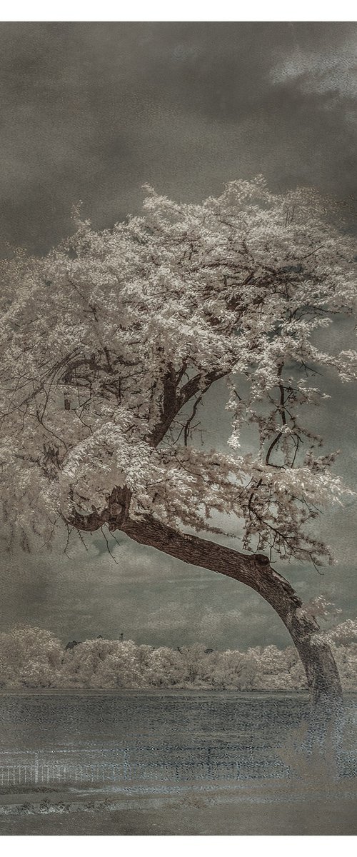 Tree, Broderick Park - 16x20" by Brooke T Ryan