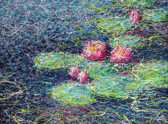 Pink Water lilies
