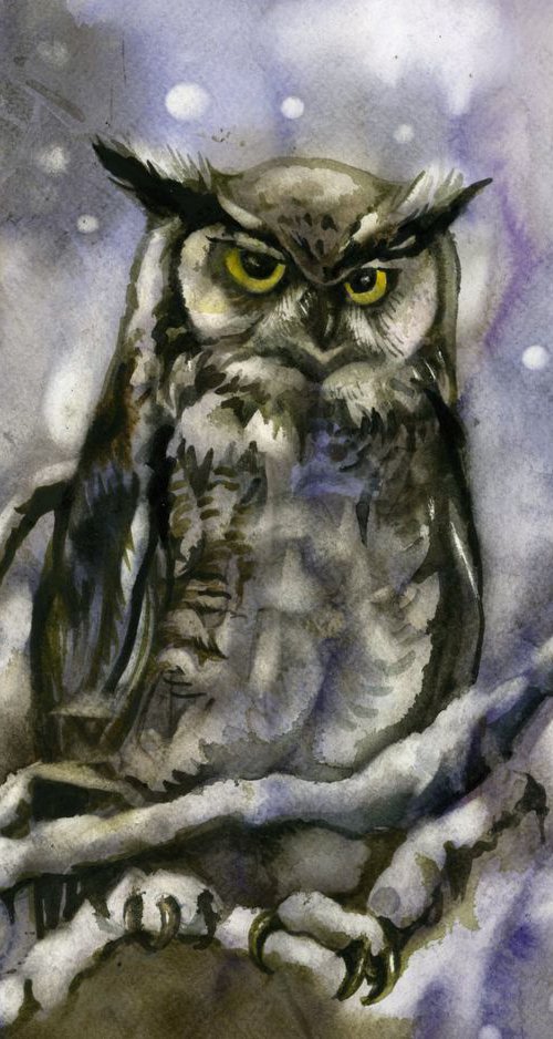 owl in snow by Alfred  Ng