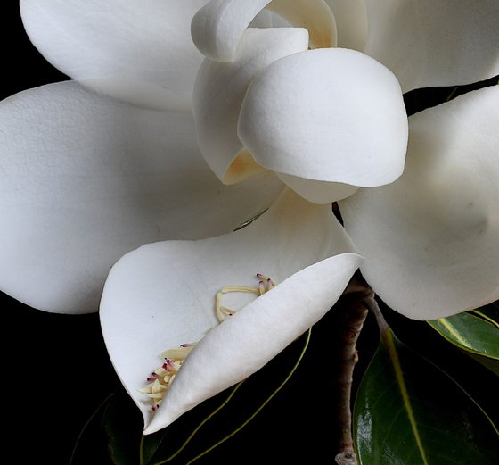 White Magnolia