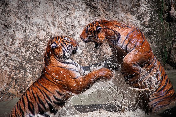 Savage Duel-Tiger wall art