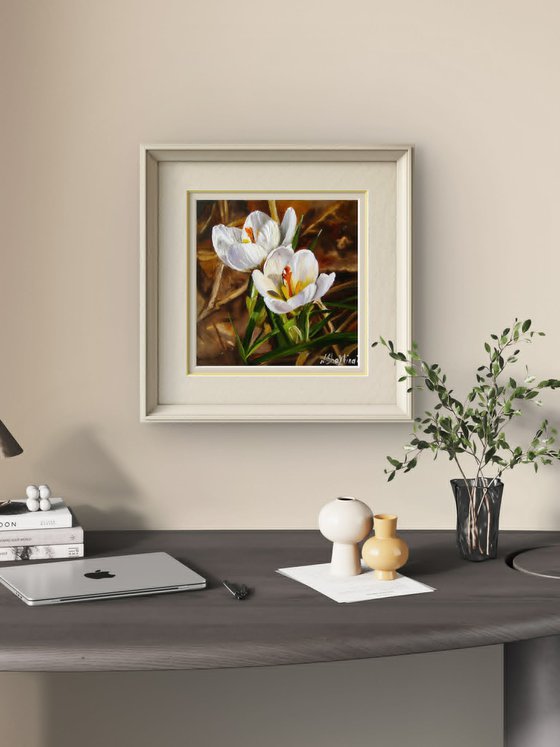 White Crocus Flowers