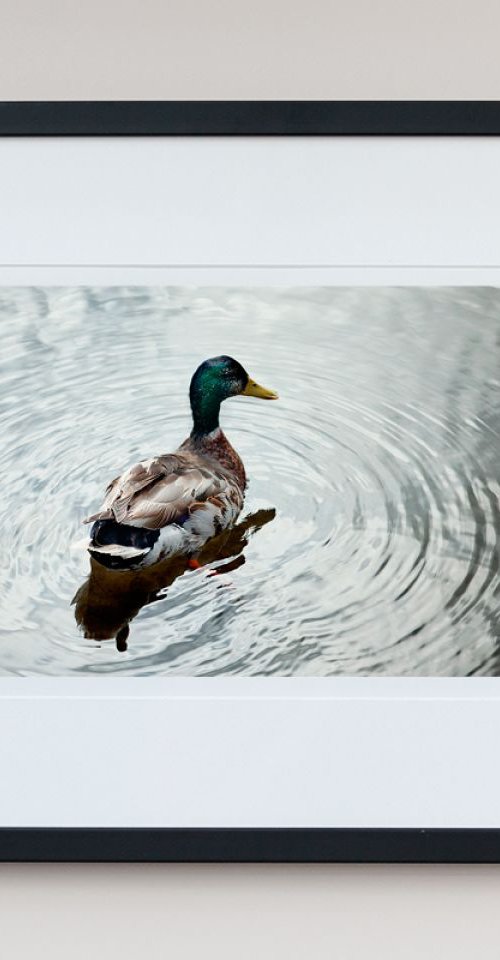 Mallard #1 by Steve Deer