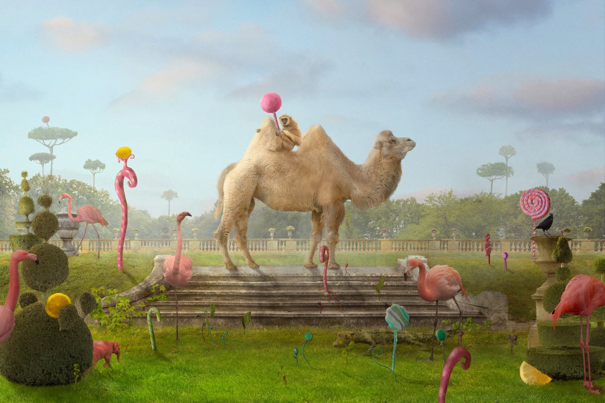 Surrealistic Animal Photograph By Nikolina Petolas, 26 X 17", More Lemonade, Original Artwork