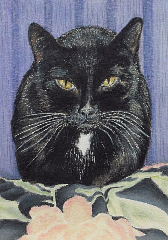 Cozy Cat